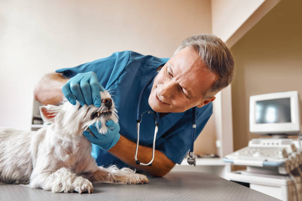 Best Emergency Broken Tooth Repair in Hutchinson, MN